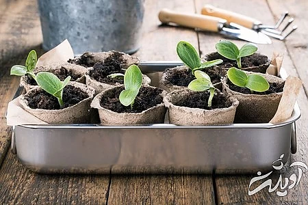 قانون لاگوم در تغذیه و آشپزی  قانون لاگوم در سوئد, قانون لاگوم چیست, همه چیز درباره قانون لاگوم